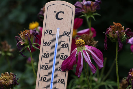 Keeping Happy Plants Through Heatwaves Your Ultimate Guide