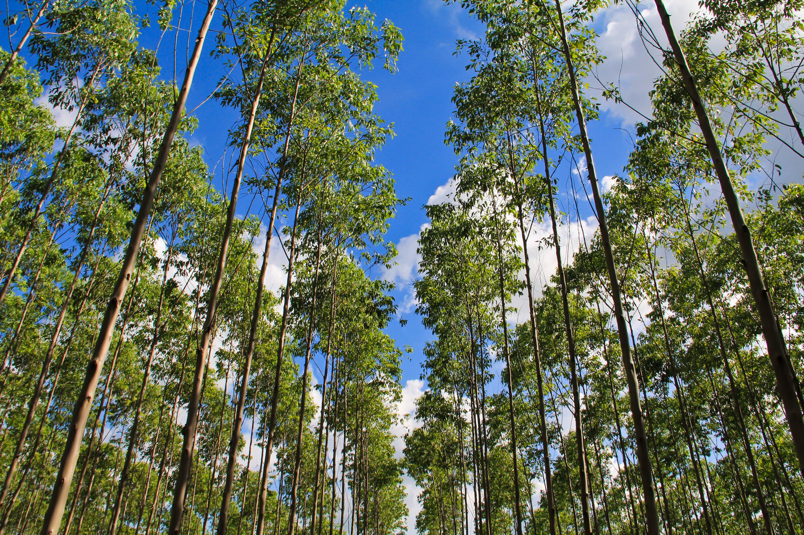 Fast Growing Trees: Boost Your Garden's Appeal Instantly