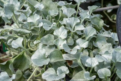 Silver Falls Dichondra Care Guide: Tips