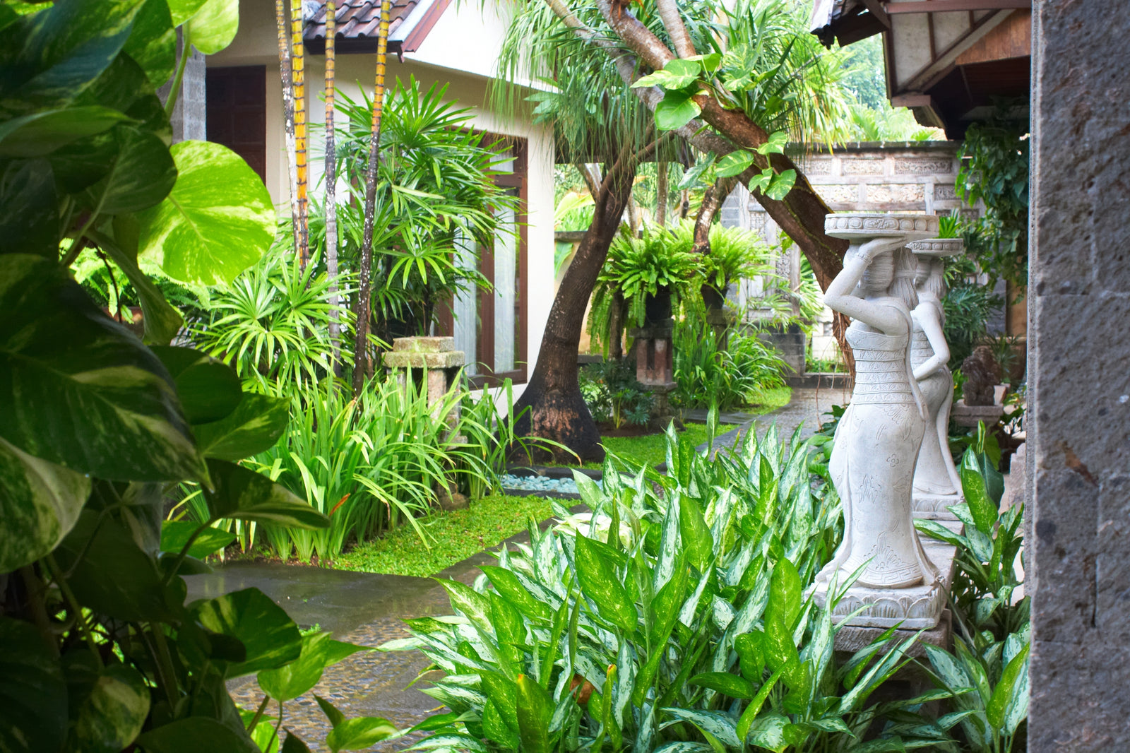 Transform Your Backyard into a Tropical Paradise