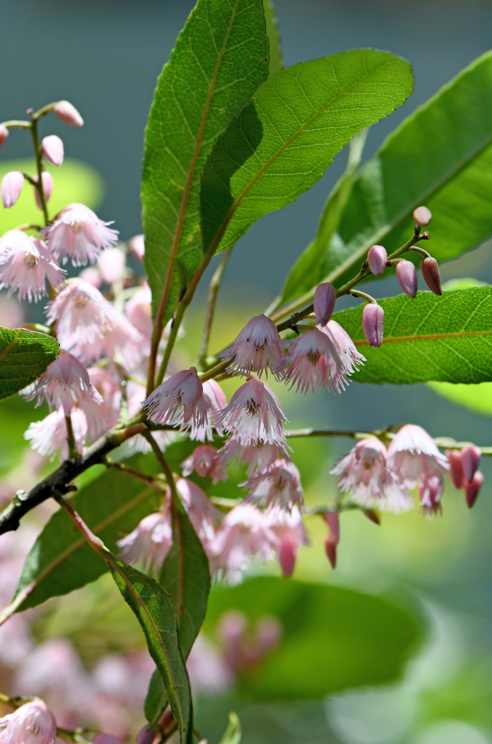 Comprehensive Blueberry Ash Tree Guide for Australian Gardeners