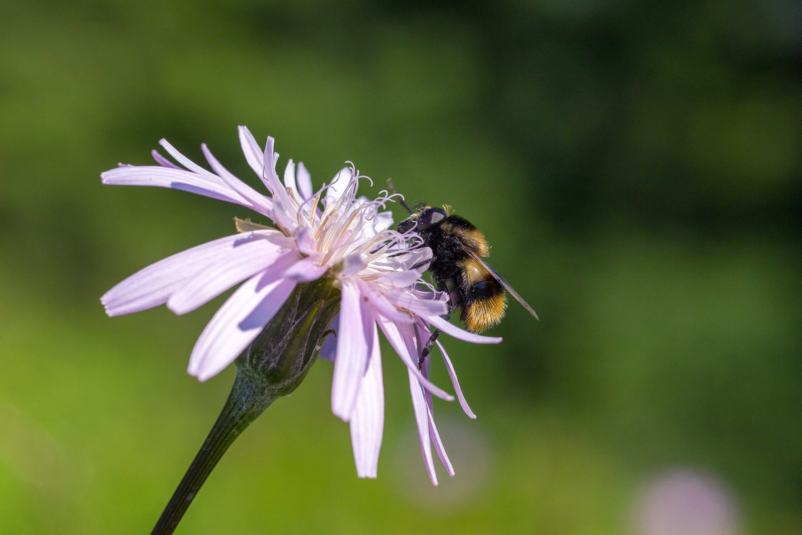 Understanding the Importance of Plant Pollinators in 2025