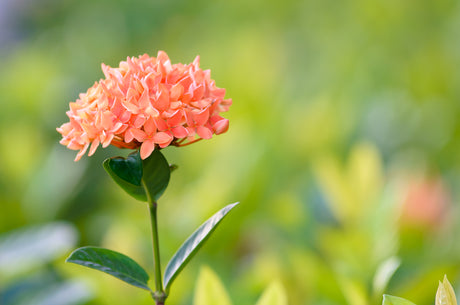 All About Ixora: Gardening Tips & Care