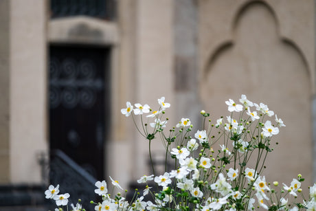 How to Grow Stunning White Flowers in Your Garden