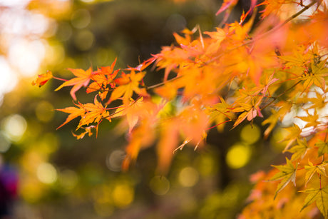 Essential Japanese Maple Care Guide for Australian Gardens