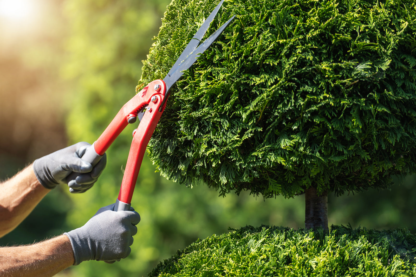 Pruning Made Easy: Transform Your Yard with Basic Techniques