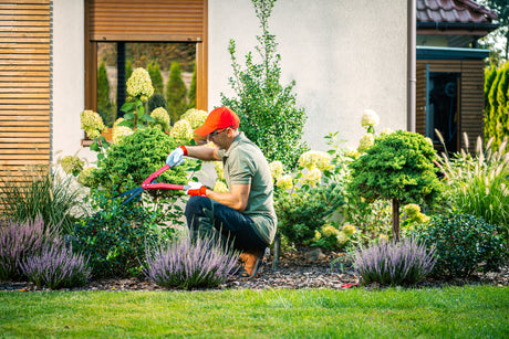 Top Shrubs for Perfect Companion Planting