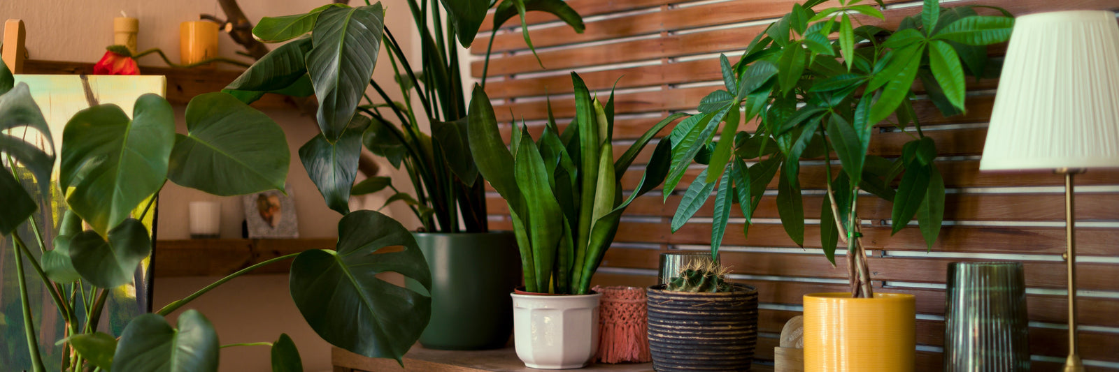 Top Unique House Plants to Elevate Your Indoor Space