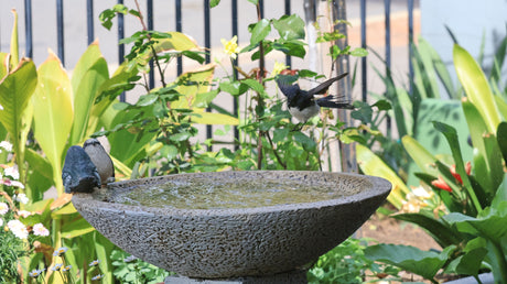 Backyard Bird Paradise: Creating a Sanctuary