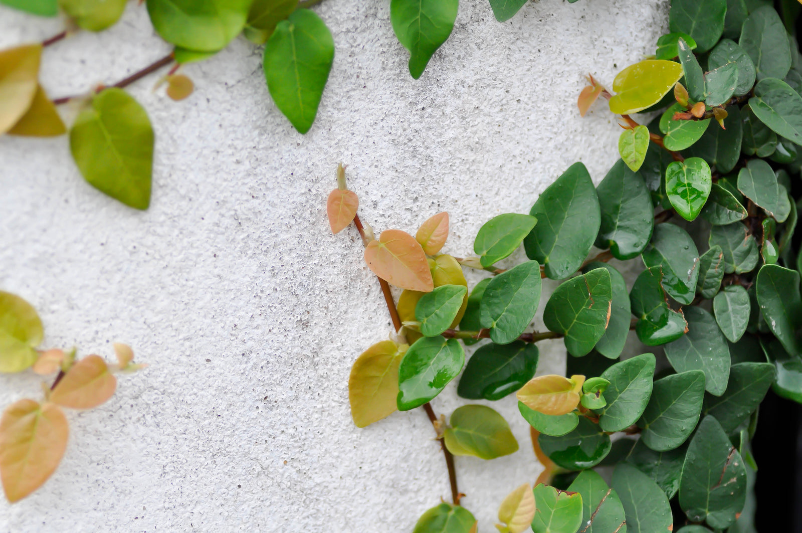 Discover the Beauty of Climbing Fig: A Horticultural Highlight