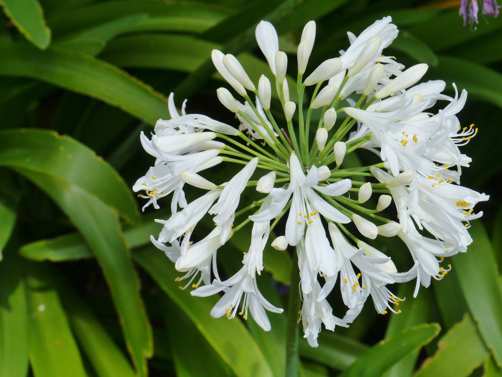 Agapanthus: Its Stunning Blooms Await