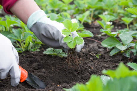 Top Gardening Tips for a Lush Backyard