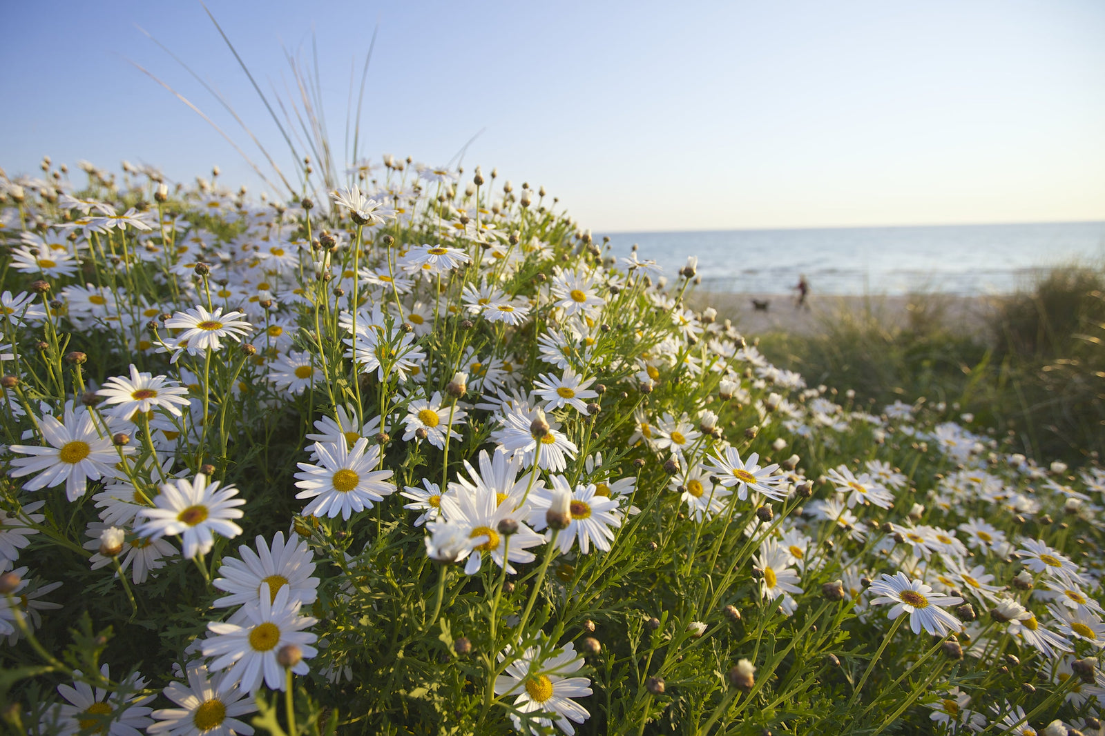 Seaside Daisy Gardening: Everything to Know