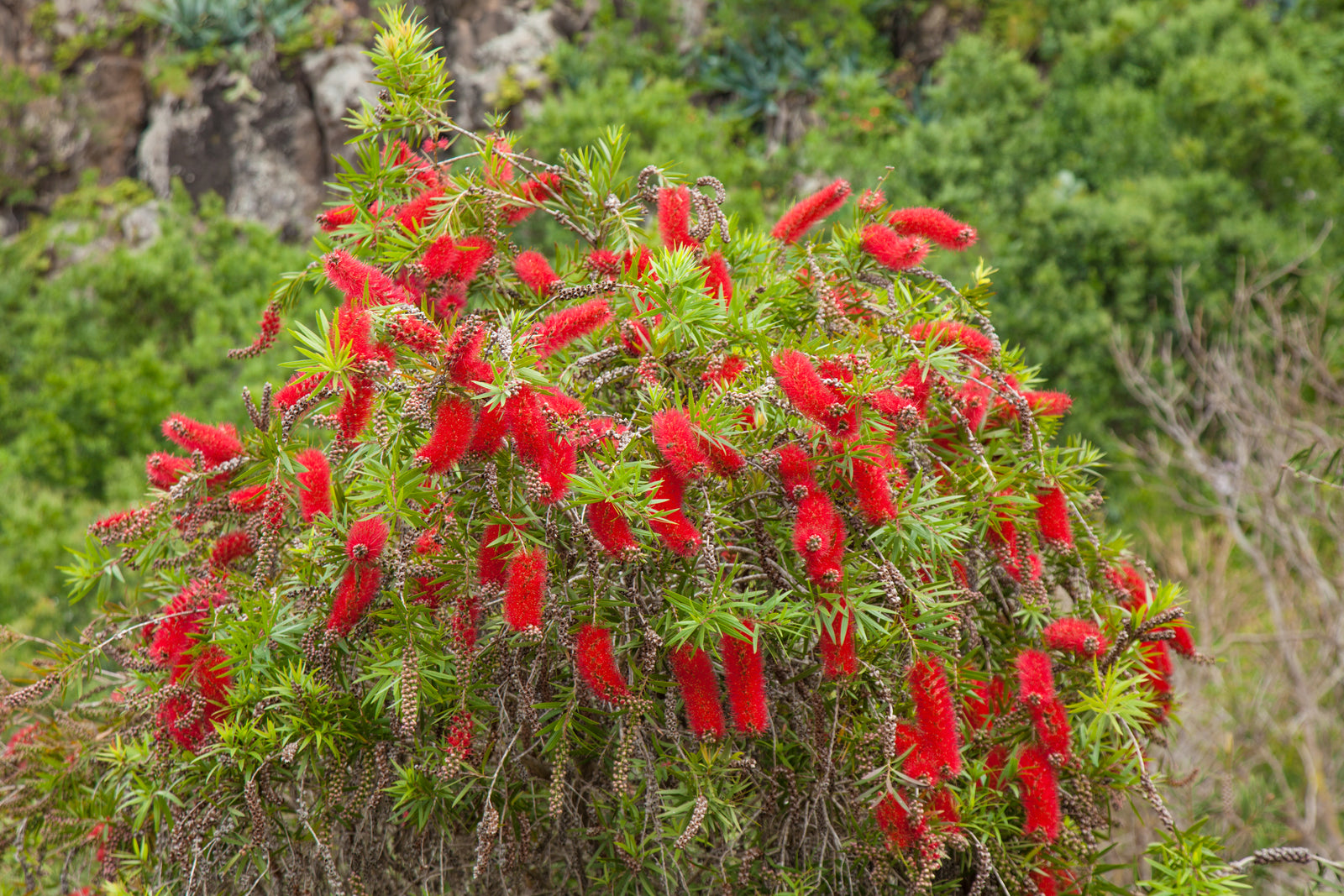 All About Callistemon: The Bottlebrush Beauty