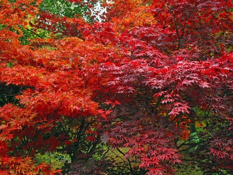 Japanese Maple Care Guide: Essential Tips for 2025