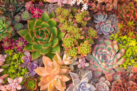 The World of Succulents: A Must-Have Guide for Garden Lovers