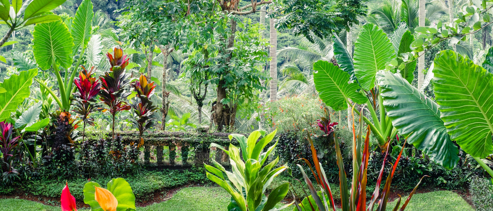 Tropical Gardening: Best Practices for Aussie Green Thumbs