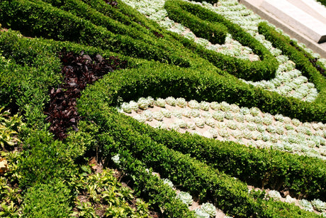 The Perfect Edging Plants: Landscape Your Perfect Garden