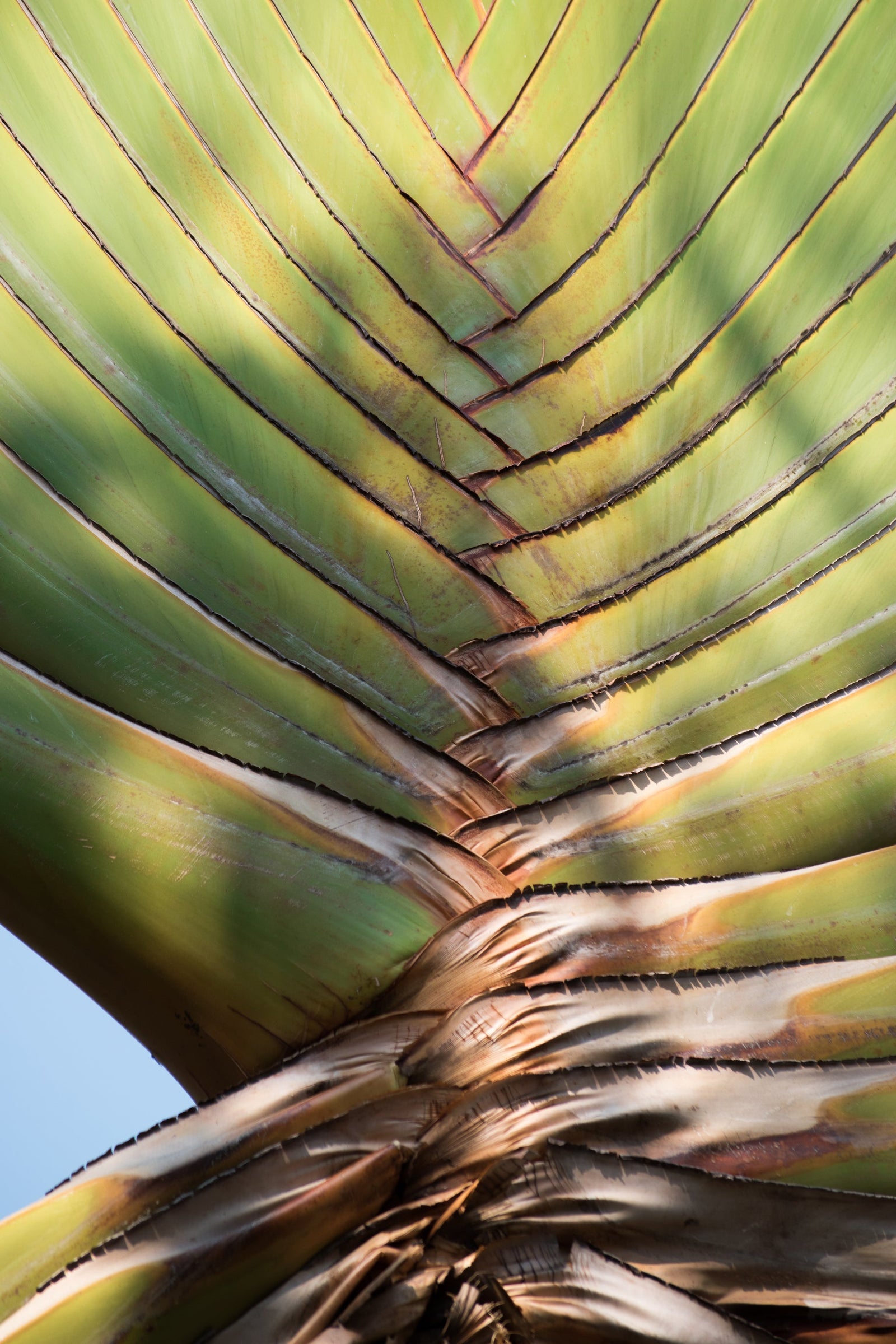 Travellers Palm Plant: Guide to Tropical Greatness