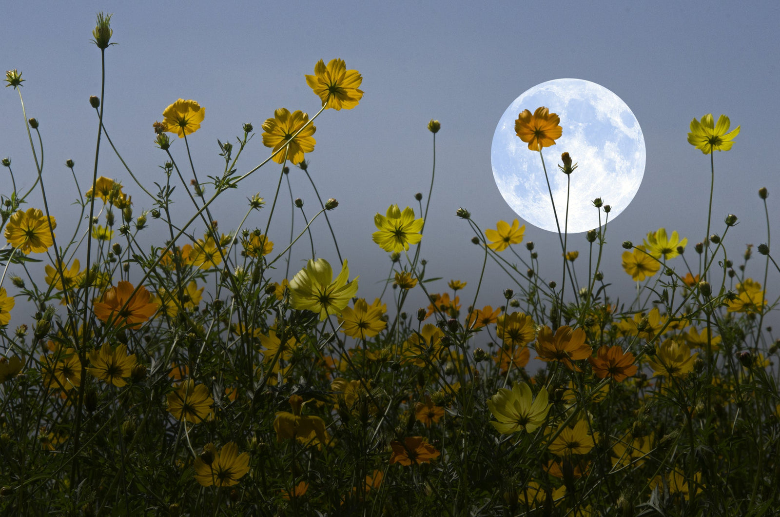 The Science Behind Nocturnal Flowers Revealed