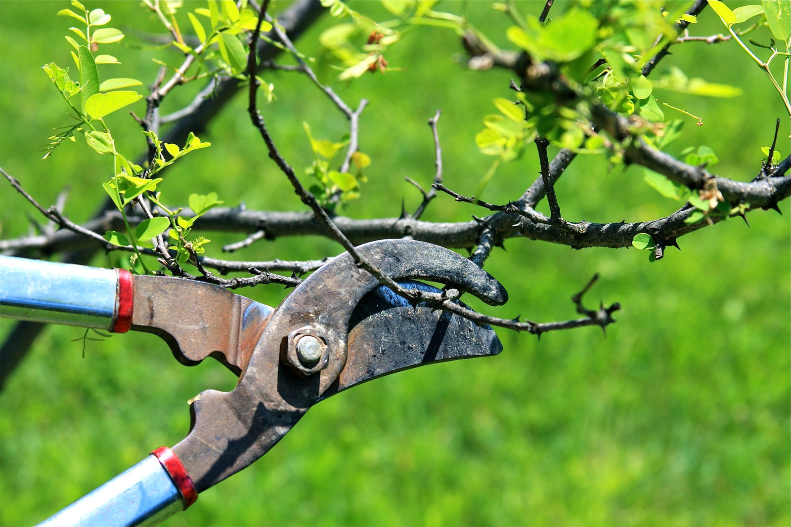 Pruning for Beginners: A Simple Guide to Get Started