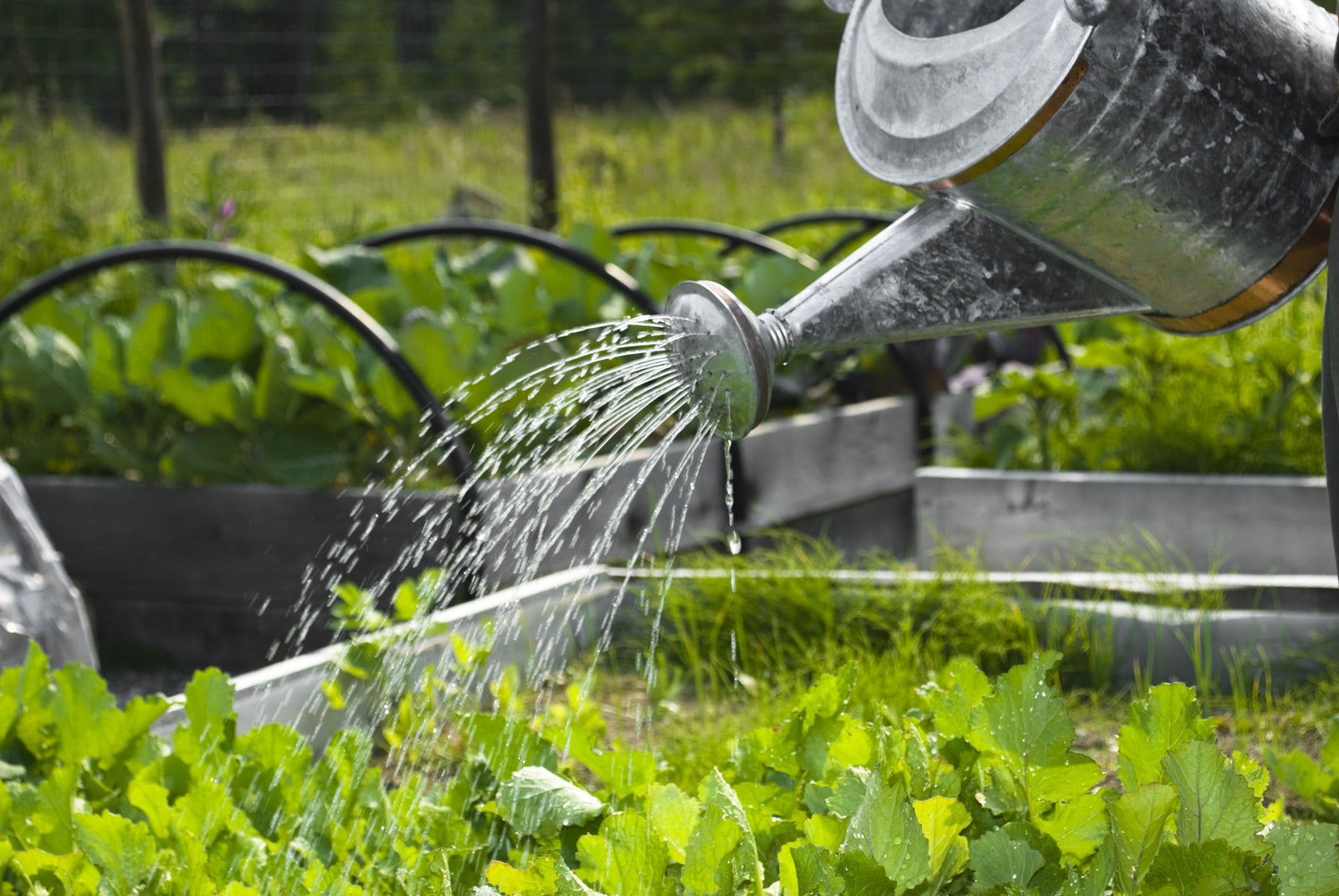 Watering 101: A Guide to Maintaining Thriving Gardens