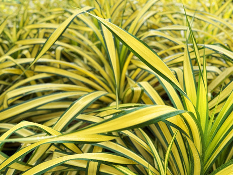 Variegated Plants Explained: What Every Gardener Should Know