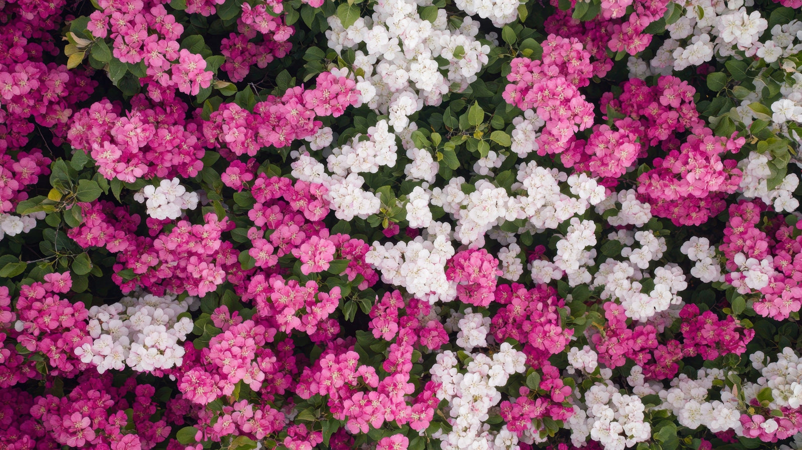 Most Fragrant Plants: A Guide to Aromatic Gardening