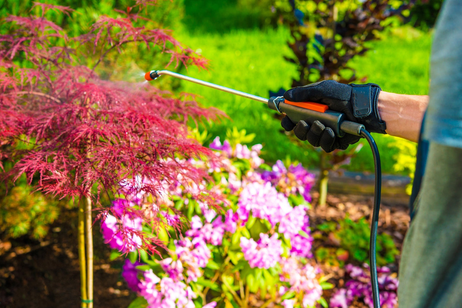 Top Pest Repelling Plants for Your Australian Garden