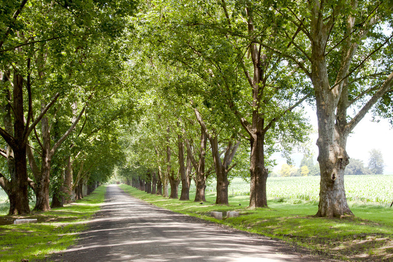 Best Trees for Lining Driveways in Australia: Top Choices