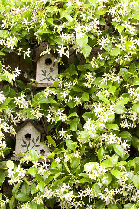 Star Jasmine: A Fragrant Addition to Your Outdoor Space