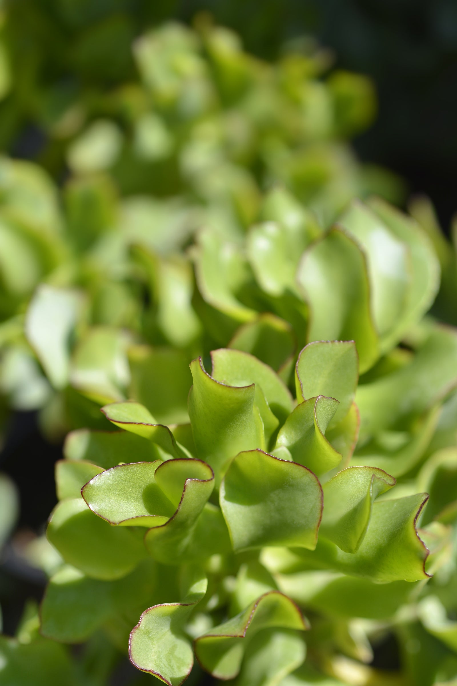 Ripple Jade Plant: Unlock Elegance in Your Space