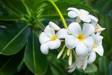 Frangipani Varieties: Choosing the Perfect Blooms