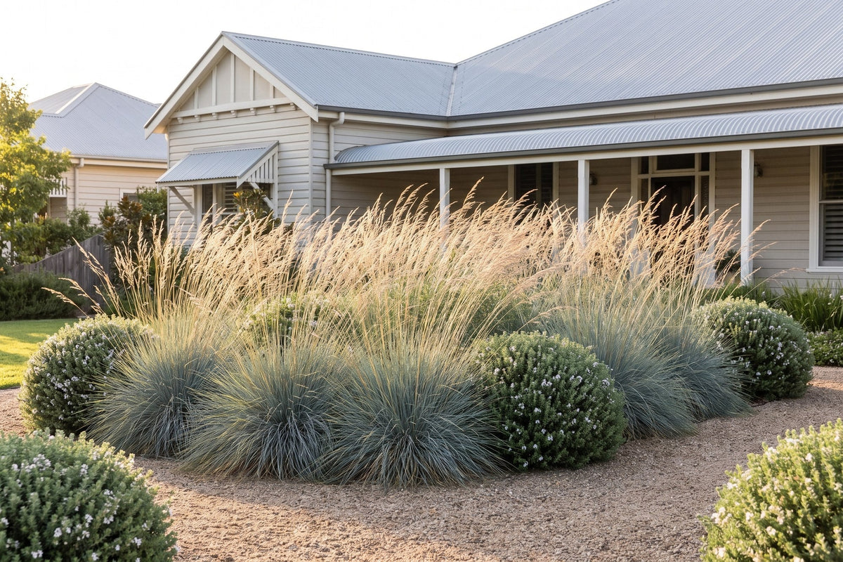 Drift of blue-grey tussock grass moving in the breeze among rounded westringia domes