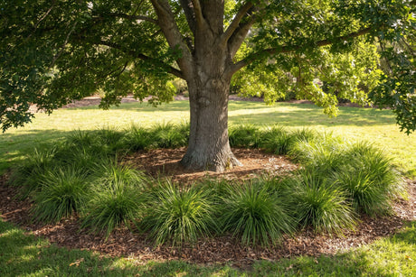 Drifts of lomandra planted in mulch around the base of a mature shade tree