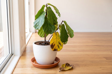 Drooping fiddle leaf fig with yellowing leaves in a pot standing in a saucer full of water