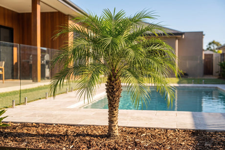 Dwarf date palm with arching feathery fronds beside a backyard swimming pool