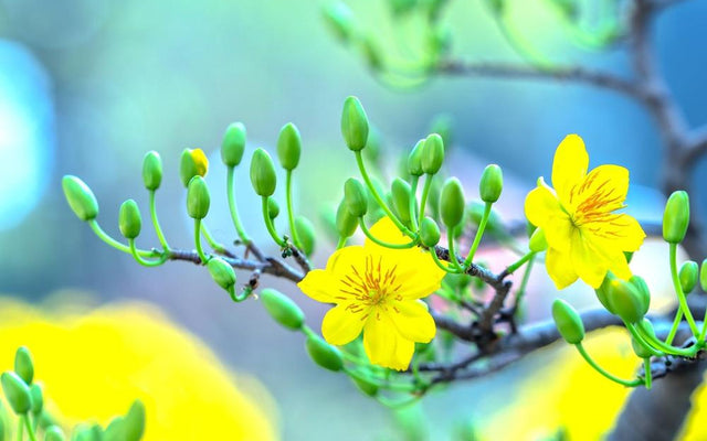 Why 5 reasons your plant isn't blooming could surprise you
