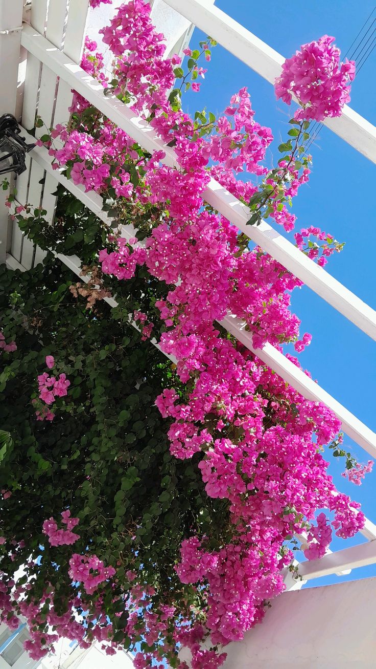 Bougainvillea Care Tips: How to Keep Your Plant Thriving