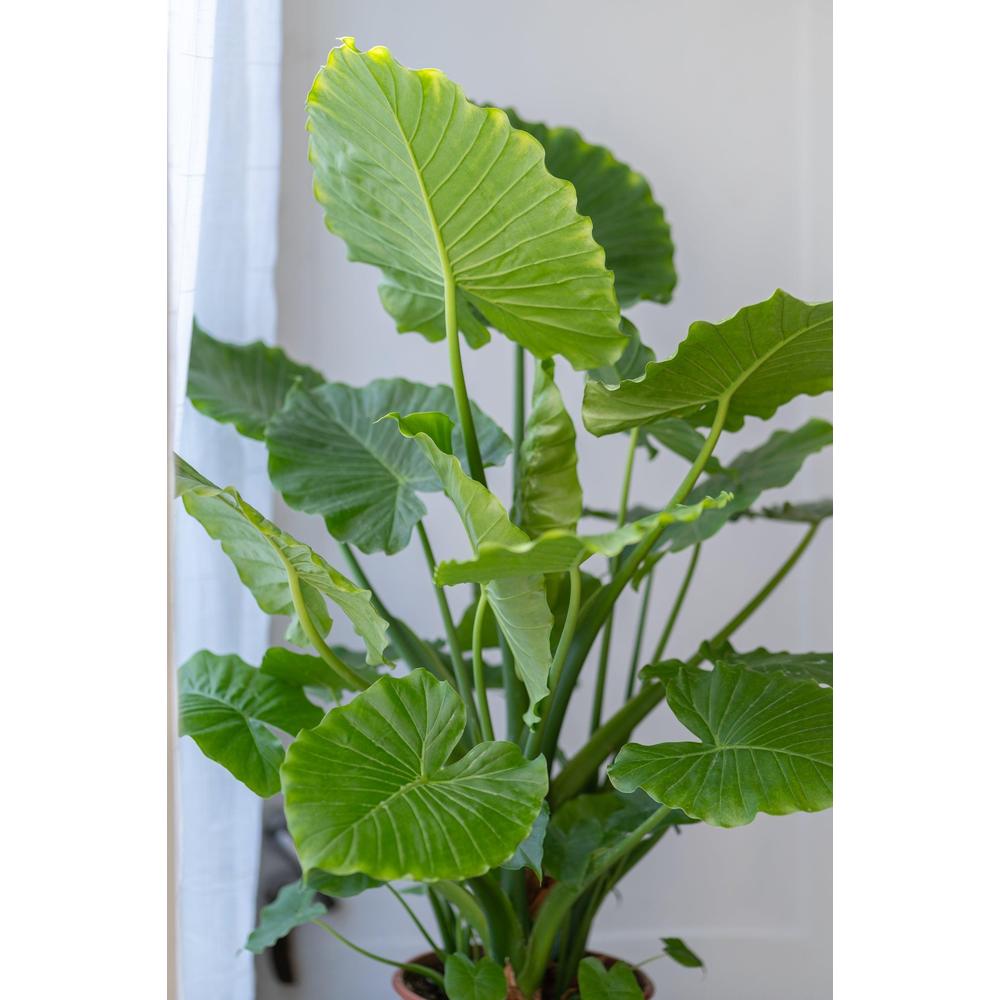 Elephants Ear Plant: A Guide to Growth
