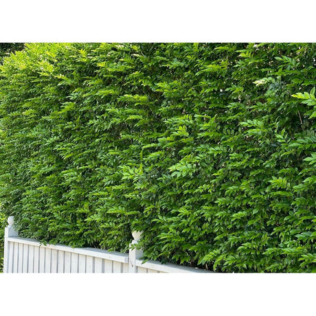 Stylish Hedges for Your Garden: Ideas & Inspiration
