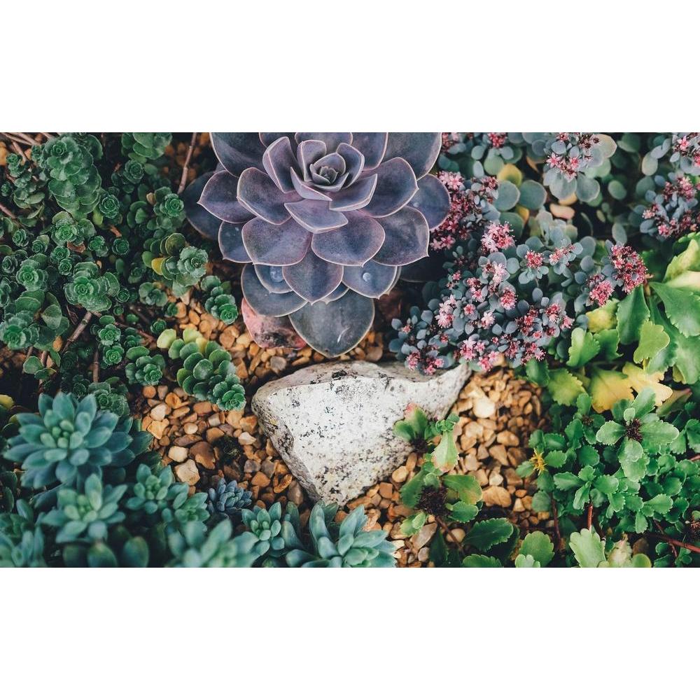 Bring the Outback Home: Elevate Your Garden with Australia's Unique Native Plants