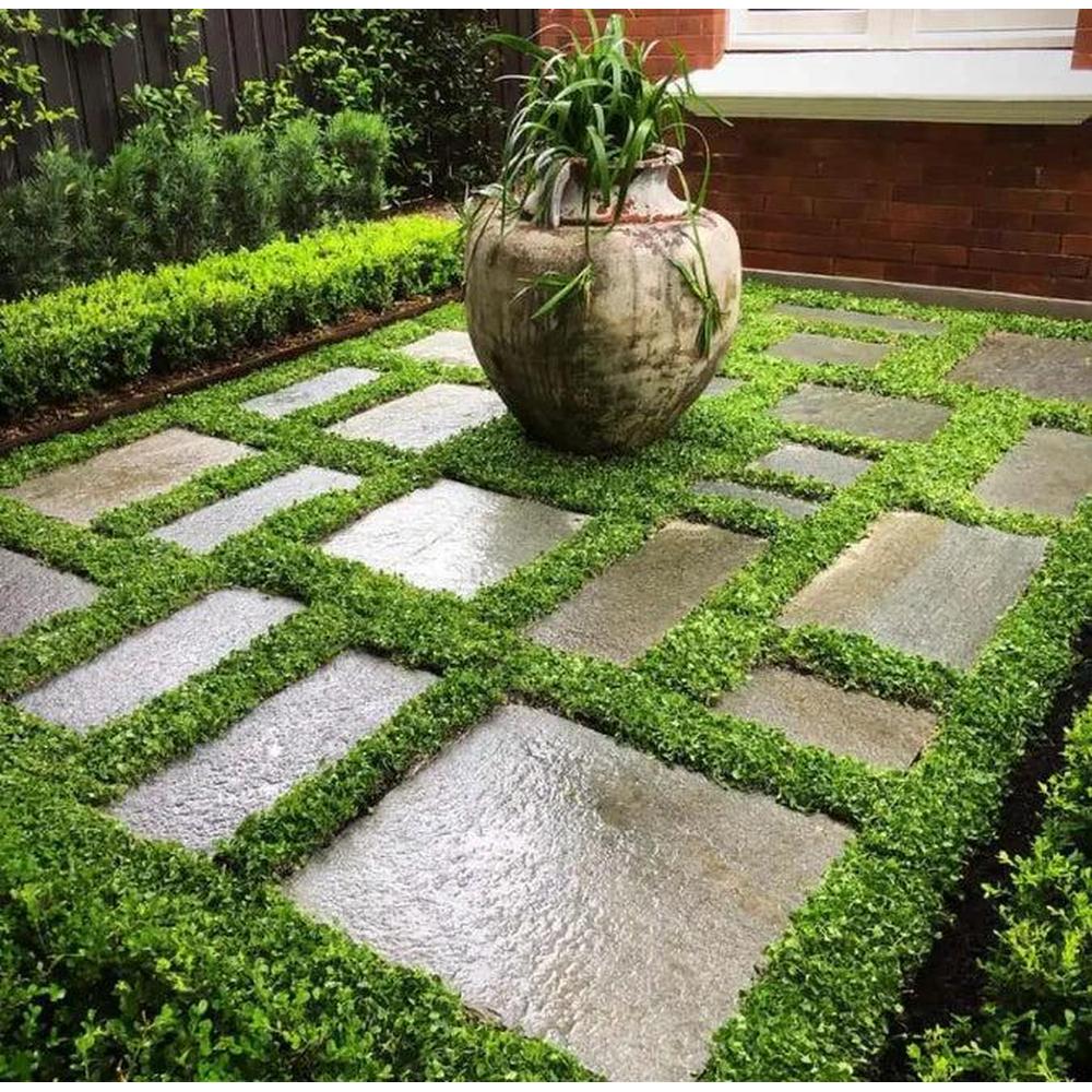 Understanding Kidney Weed: A Gardener's Guide