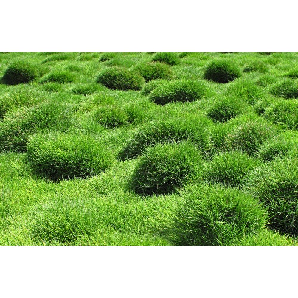 No Mow Grass Care Guide: Ultimate 2025 Guide