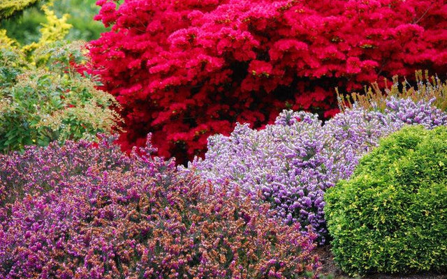 Low Maintenance Shrubs for Aussie Gardens