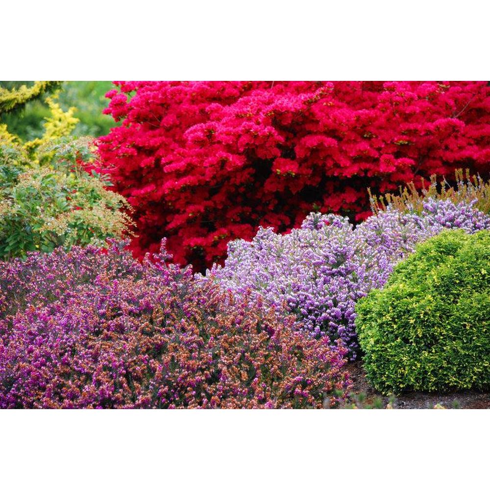 Low Maintenance Shrubs for Aussie Gardens