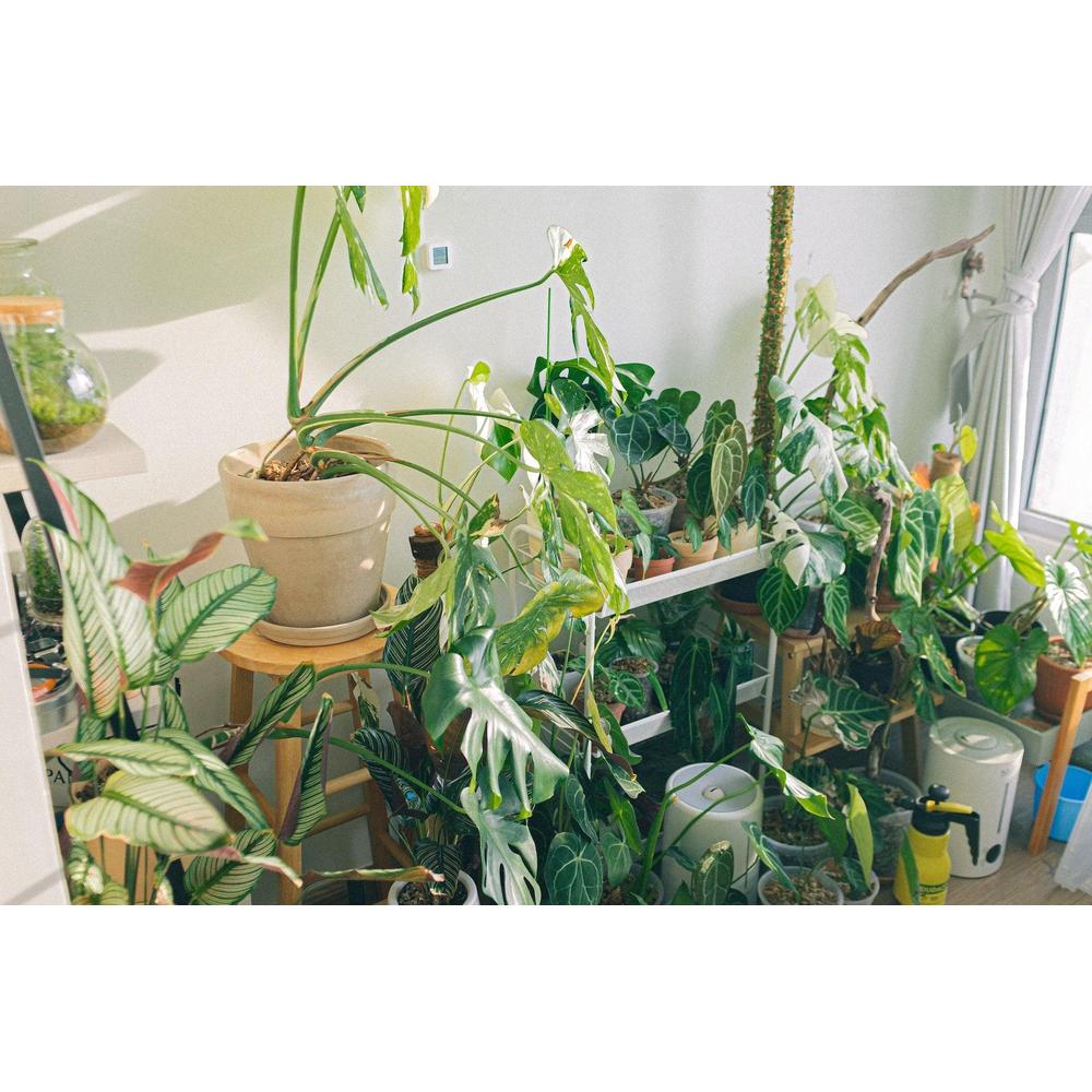 Create a Relaxing Home Sanctuary: Plants for a Stress-Reducing Indoor Garden