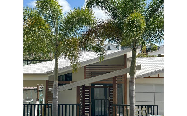 Guide to Palm Trees Varieties: An Essential Overview
