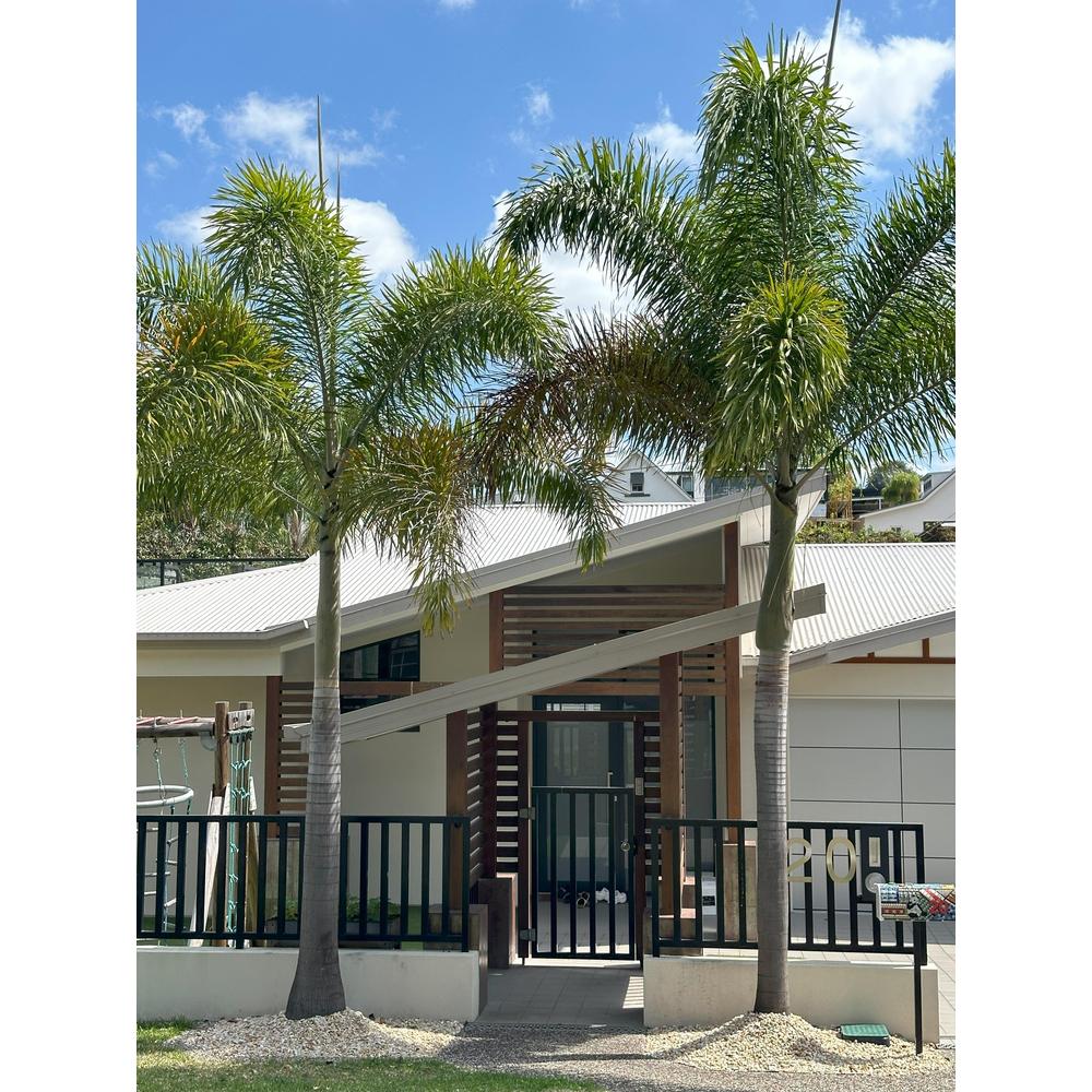 Guide to Palm Trees Varieties: An Essential Overview