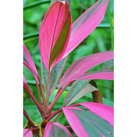 Cordyline: Vibrant Foliage for Your Garden